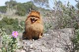 SPITZ ALLEMAND 036